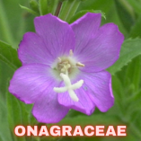 Onagraceae
