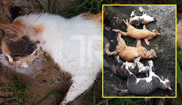 [VIDEO] 'Saya Kehilangan 7 Ekor Kucing Sekali Gus Akibat Diracun Manusia Yang Tidak Berhati Perut'