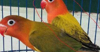 Harga Lovebird Biola Euwing Ini 15 Juta