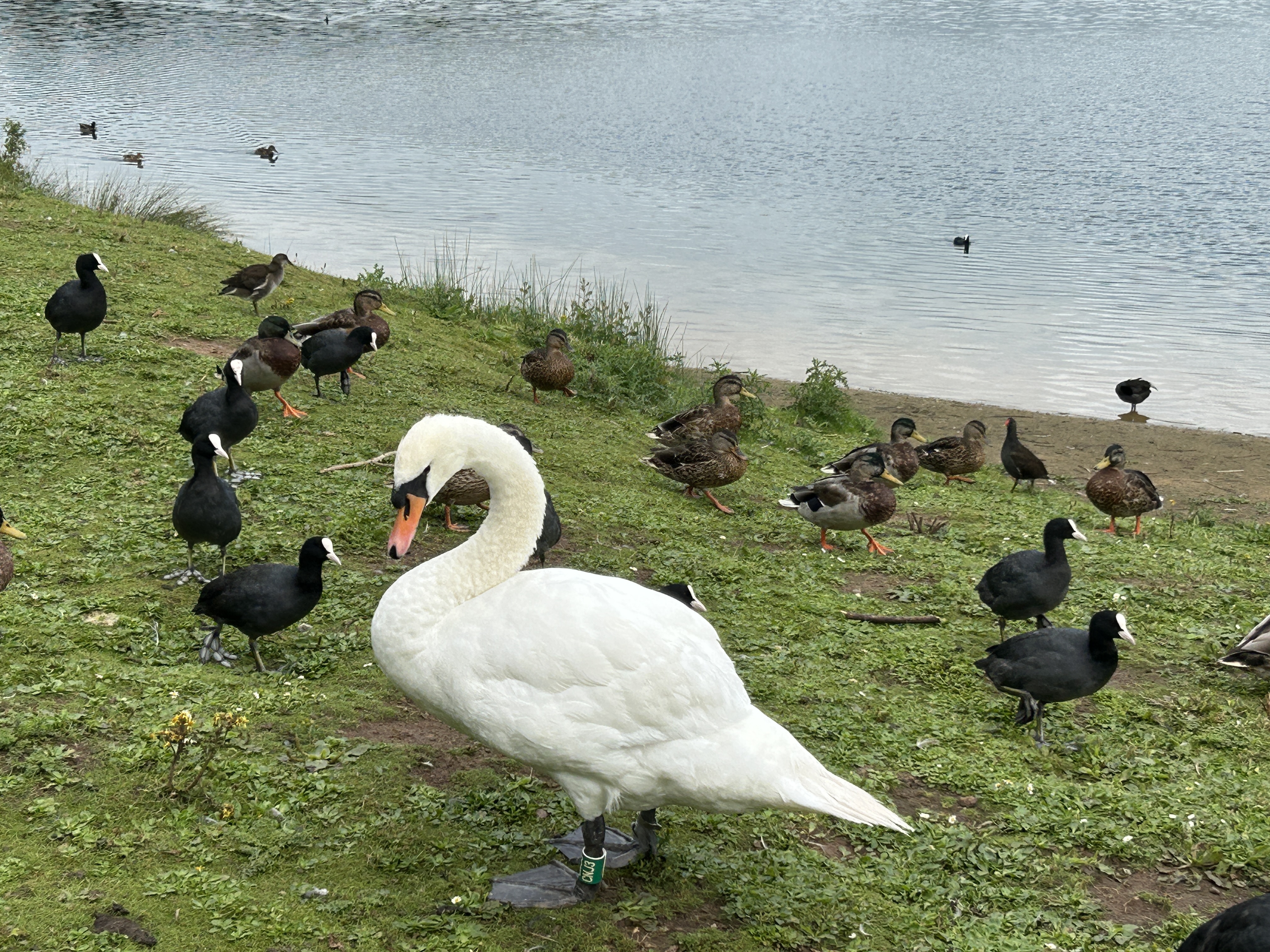 swan on grass