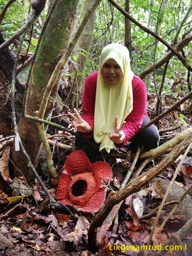 reflesia gunung gading