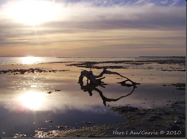 Salton Sea Calendar 2010