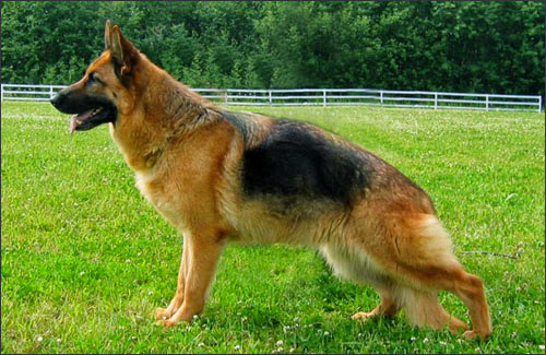 German Shepherds