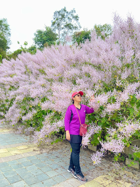 清水溝溪麝香木花道