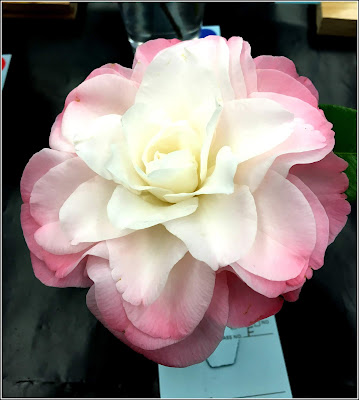 Camellia Flower