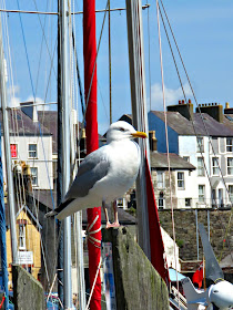 Caernarfon Harbour, Caernarfon, Wales 