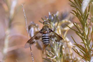 mosca-abeja-exoprosopa-grandis-