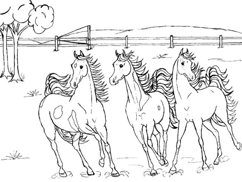 Buku halaman belajar mewarnai binatang kuda untuk anak