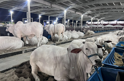 73ª Expoagro/AL começa neste sábado (21) e promete ser maior em negócios  em Maceió