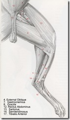 hind leg muscles of a cat 1