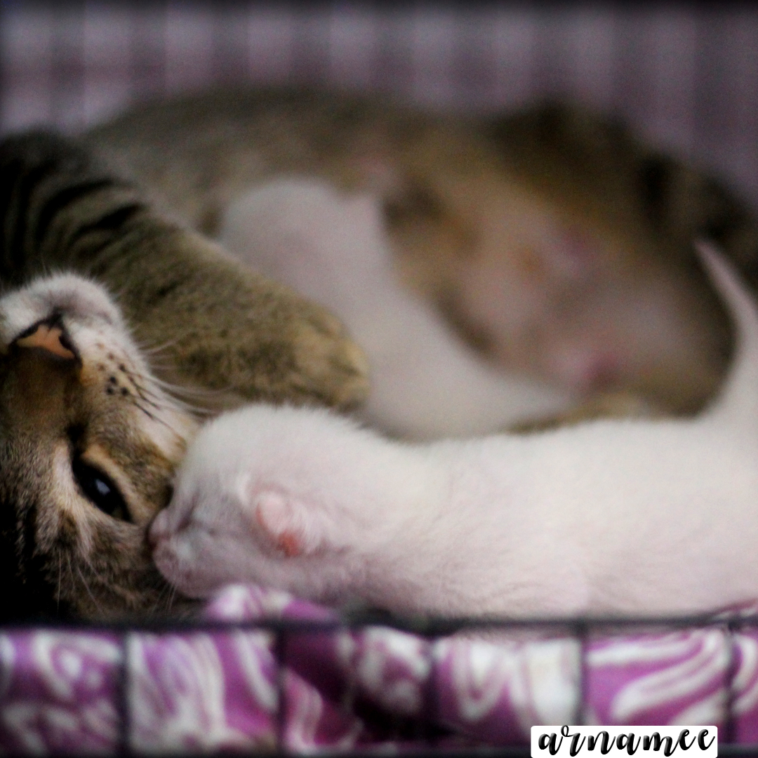 Fotografi Gambar Kucing Comel Arnamee Blogspot