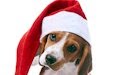 Perrito muy navideño con su gorrito de Santa Claus