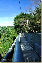 Tree Top Walk 2
