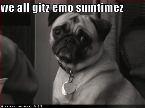 funny pictures of dogs. Have collected dogs, cartoon