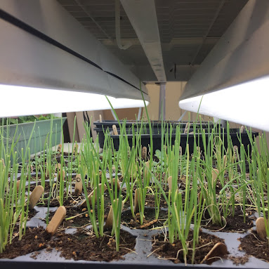 Onion Seedlings Growing Under Lights