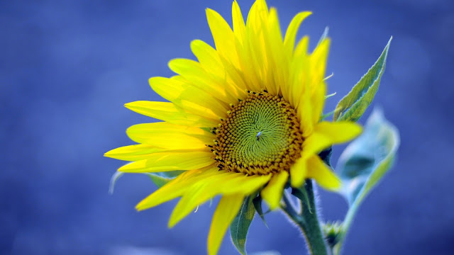 Yellow Sunflower Blue Background HD Wallpaper