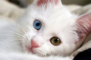 gato de angora turco dispases dos colores ojos