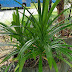 Trim Pokok Pandan di Raised Bed Bulat