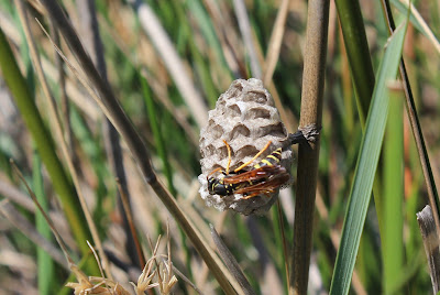 Franse Veldwesp - - Polistes dominula