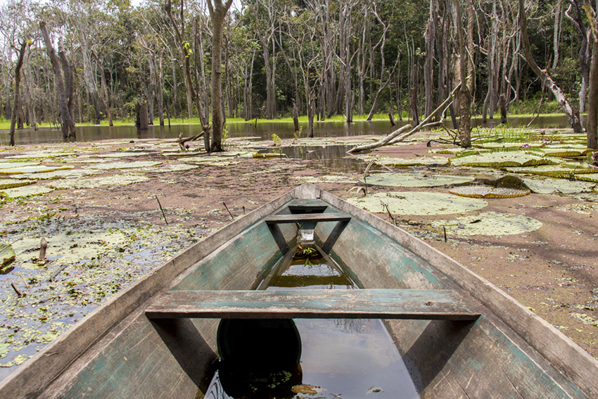 Vitória-Régia na Amazônia