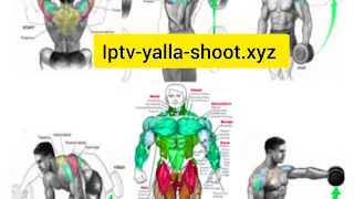 Bodybuilding exercises Get a perfect body with bodybuilding exercises schedule