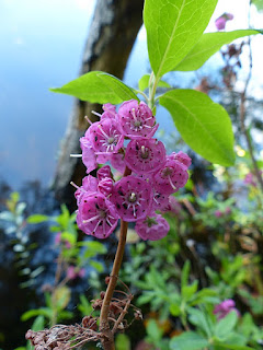 Kalmia à feuilles étroites - Kalmia angustifolia