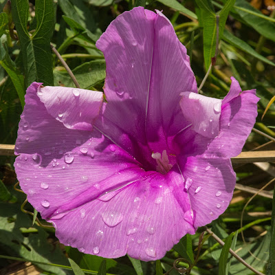 Saltmarsh Morning-Glory, Anahuac National Wildlife Refuge