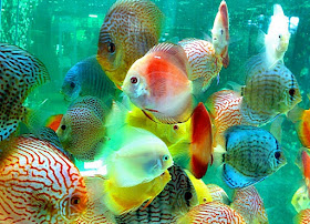 ikan discus dalam aquascape