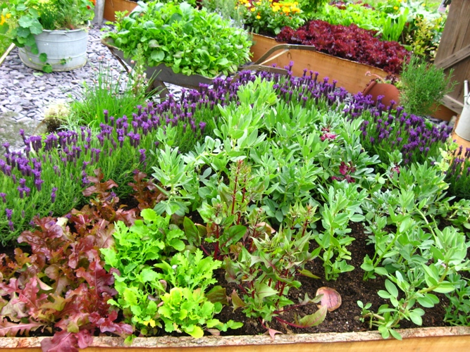 Cute vegetable garden ideas