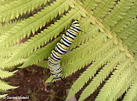 Monarch caterpillar searching for a spot to pupate - © Denise Motard