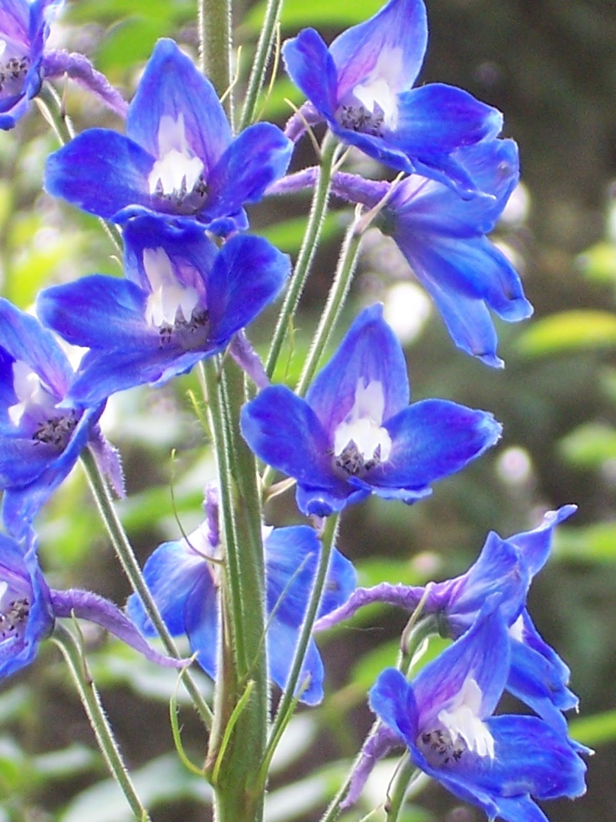  delphinium flower wallpaper 