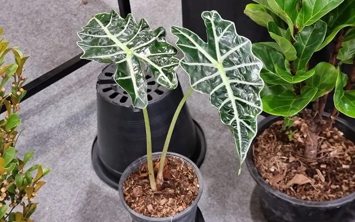 Alocasia Sanderiana crescendo em vaso, decorando varanda externa sombreada.