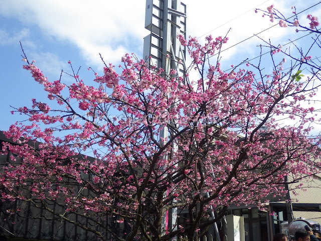 Pingjing St. Lane 42 cherry blossoms