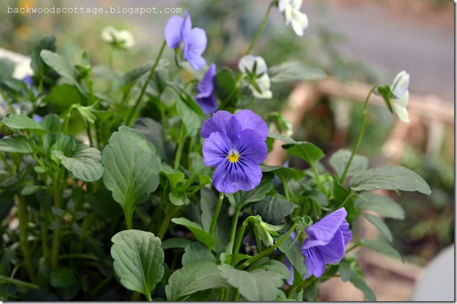 violas