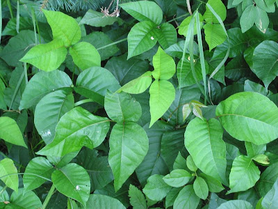 stages of poison ivy rash pictures. In the East, Poison Ivy is