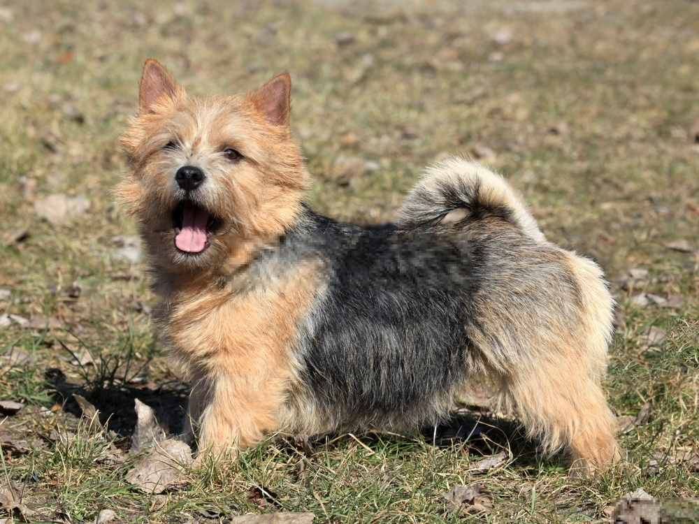 Hình ảnh chó Norwich Terrier