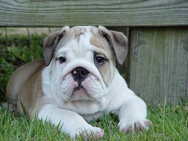 Everything about your English Bulldog - LUV My dogs