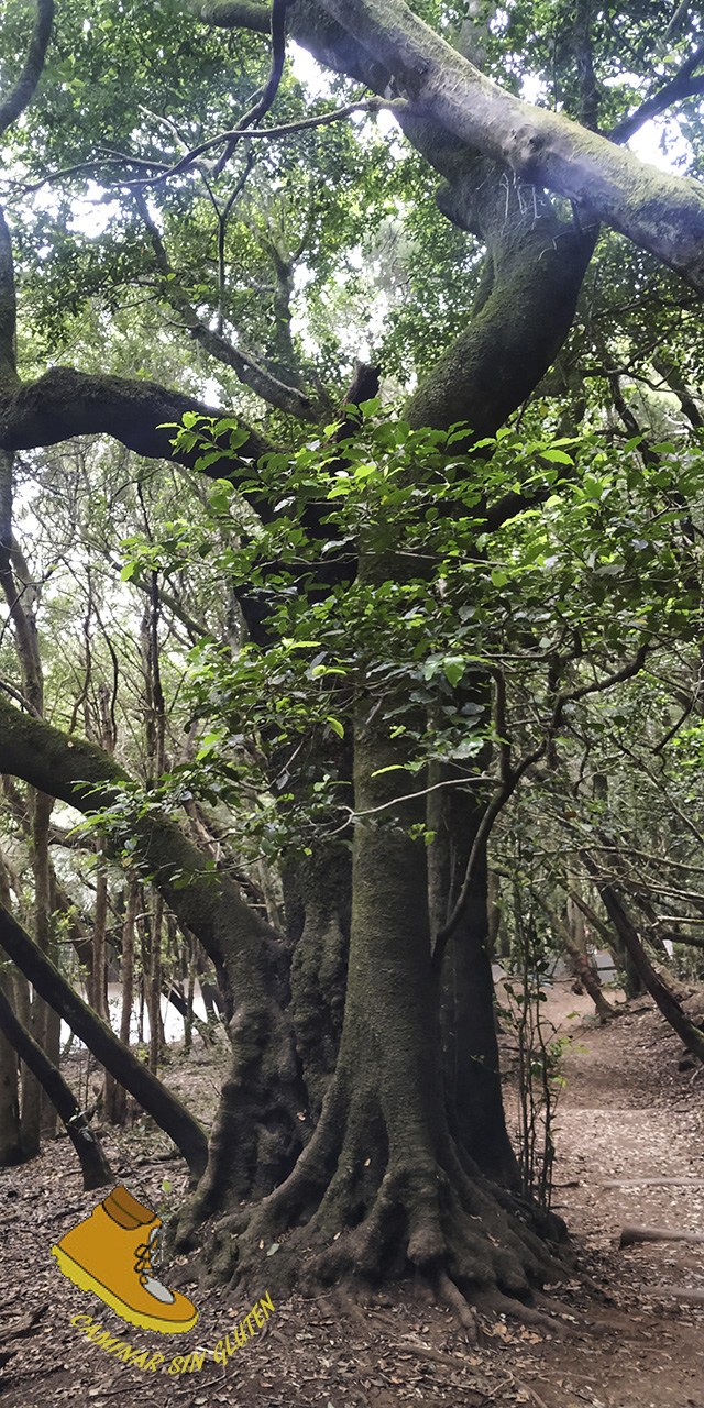 Impresionante ejemplar de árbol en el Bosque de los Enigmas