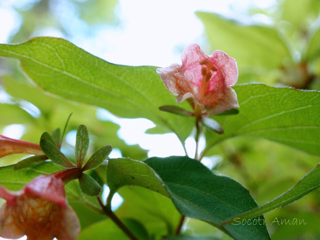 Abelia spathulata