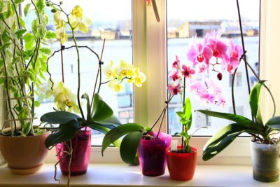 Where to Buy Orchid Pots? 