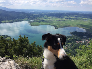 Wanderung mit Hund bayerische Voralpen auf die Sonnenspitz von Kochel aus