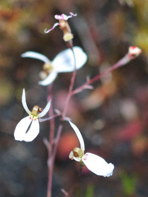 Stylidium udusicola