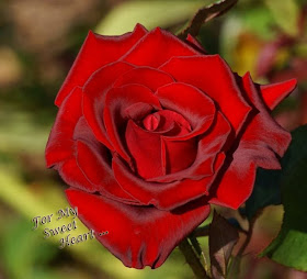 love rose for my sweet heart photo