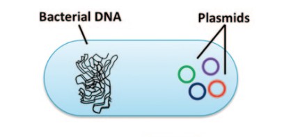 plasmid in bacterial cell