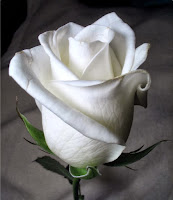 Mengenal Arti  Bunga  Mawar  Putih