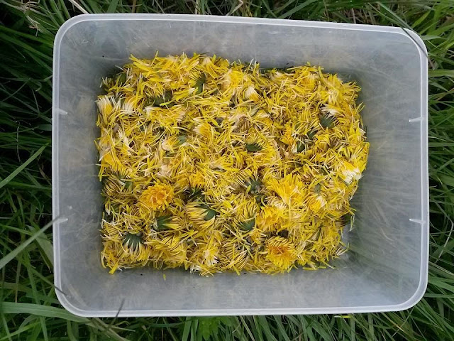 Foraged Wild Food - Dandelion Jam / Honey