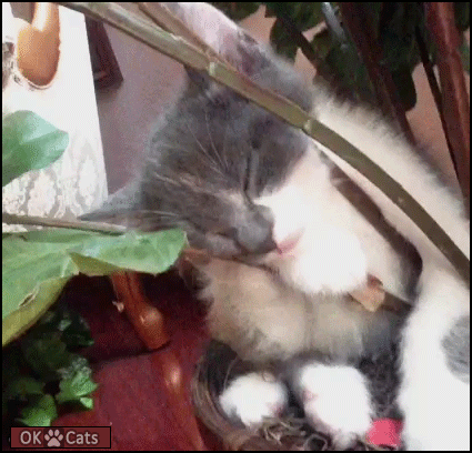 Amazing Kitten GIF • Weird kitty deeply sleeping in his flower pot, with his head on a funny pillow [ok-cats.com]