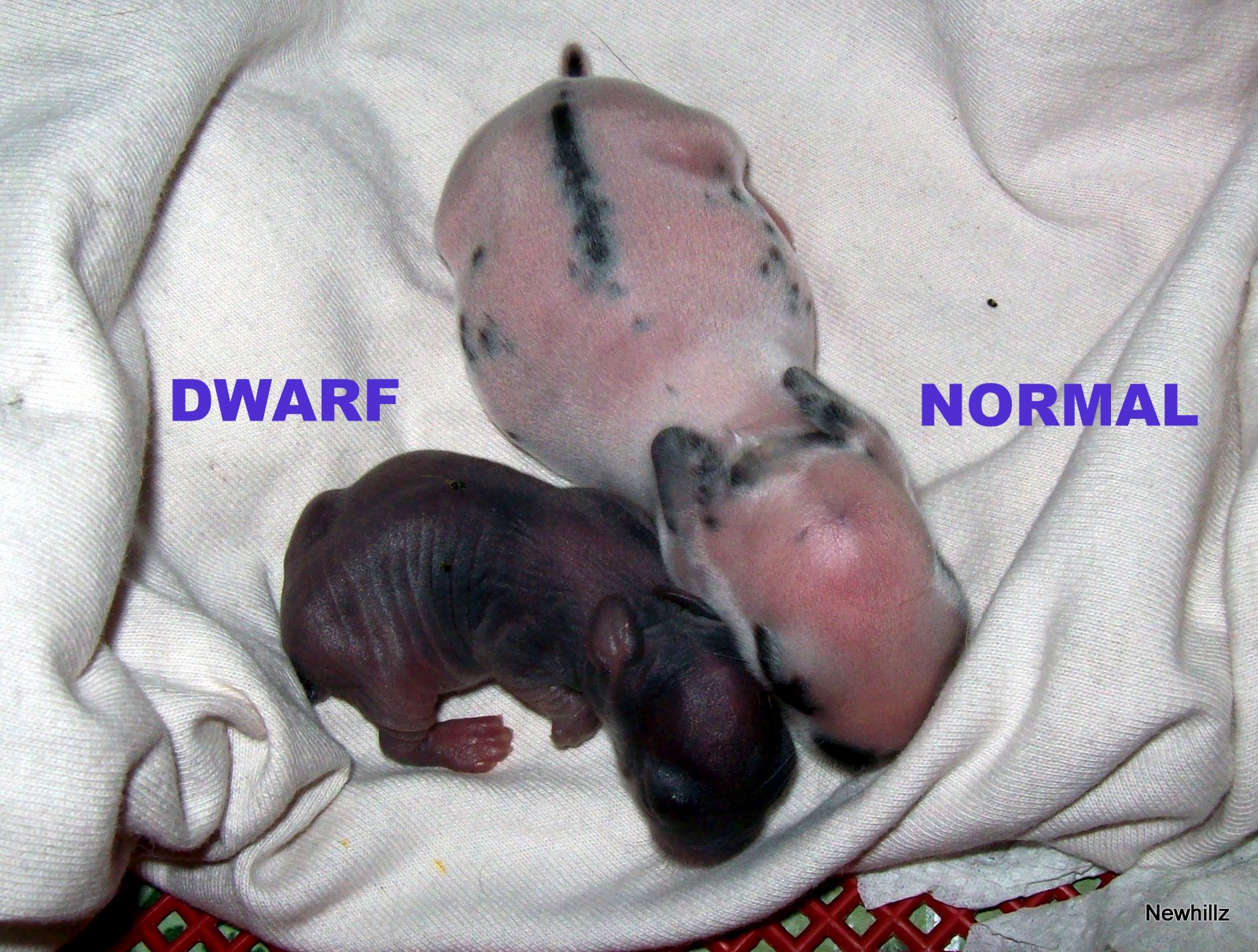 Rabbit De Melaka: Dwarf VS Normal