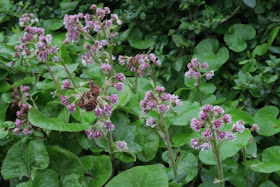 Stalks of pink Petasites flowers above lily pad leaves