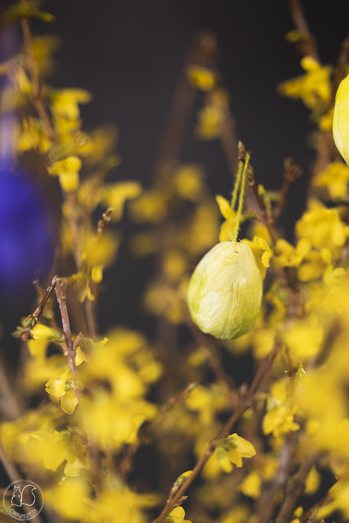 Oravanpesä onenpensas Forsythia pääsiäiskoriste munakoriste höyhenkoriste